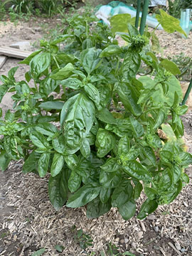 Pied de basilic de mon jardin