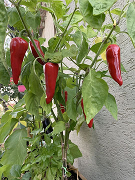 Piment d'espelette de mon jardin