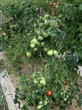 Grappes de tomates de mon jardin